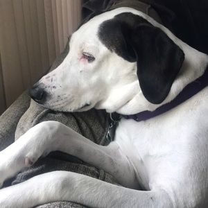 Meet your Posher, Leslie